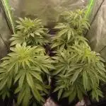 Critical Mass from Mediseed Man