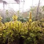 Critical Mass from Mediseed Man