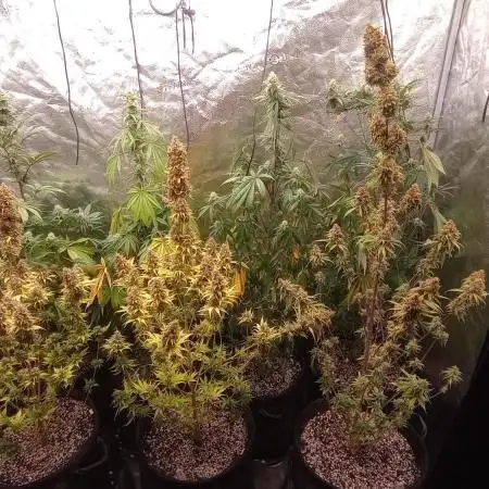 Critical Mass from Mediseed Man