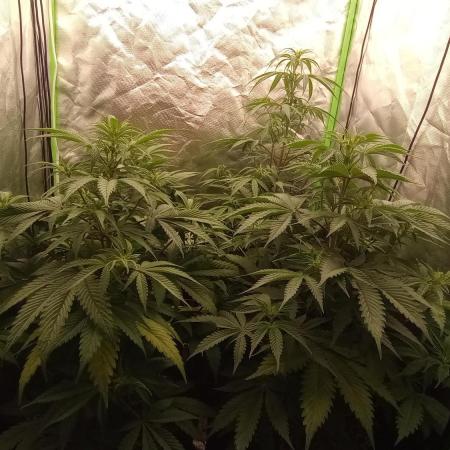 Critical Mass from Mediseed Man