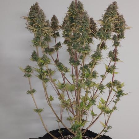 Critical Mass from Mediseed Man