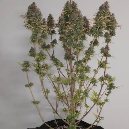 Critical Mass from Mediseed Man