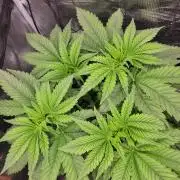 Chem D x Banana Zkittlez