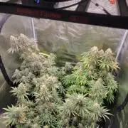 My second round of feminized seeds