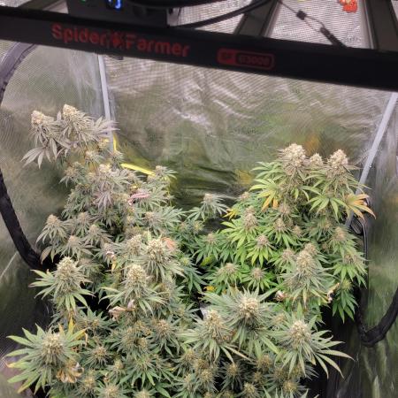 My second round of feminized seeds