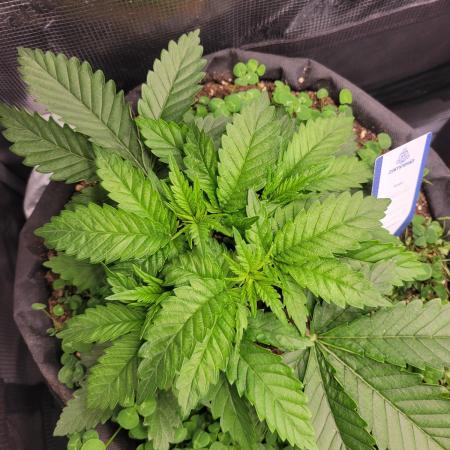 Chem D x Banana Zkittlez