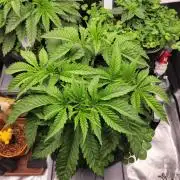 White Truffle BX x Rainbow Melon