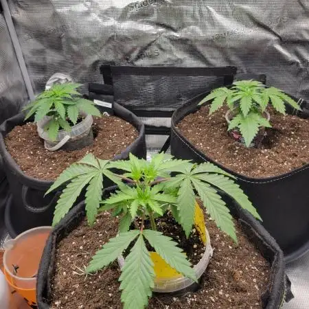 My second round of feminized seeds