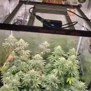 My second round of feminized seeds