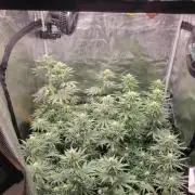 My second round of feminized seeds