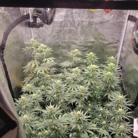 My second round of feminized seeds