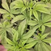 White Truffle BX x Rainbow Melon