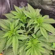 Chem D x Banana Zkittlez