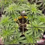 My second round of feminized seeds