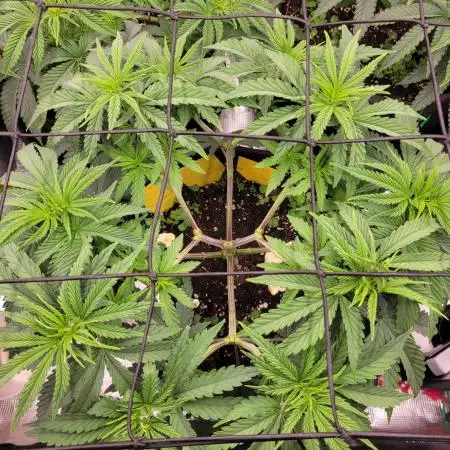 My second round of feminized seeds