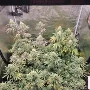 My second round of feminized seeds