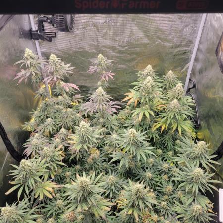 My second round of feminized seeds