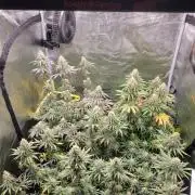 My second round of feminized seeds