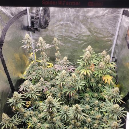 My second round of feminized seeds