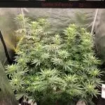 My second round of feminized seeds