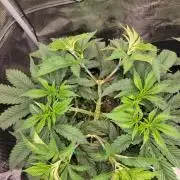 White Truffle BX x Rainbow Melon