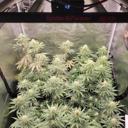 My second round of feminized seeds