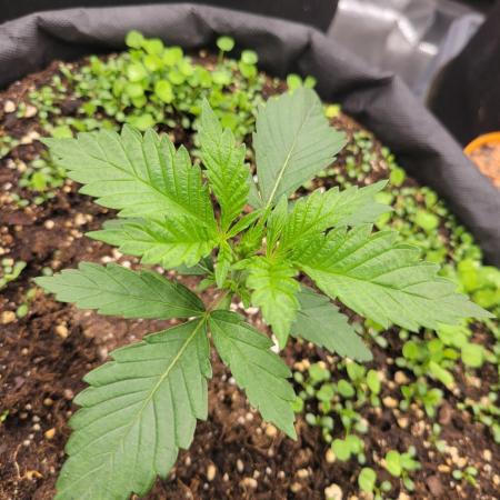 White Truffle BX x Rainbow Melon