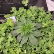 Cherry Pie x Banana Zkittlez