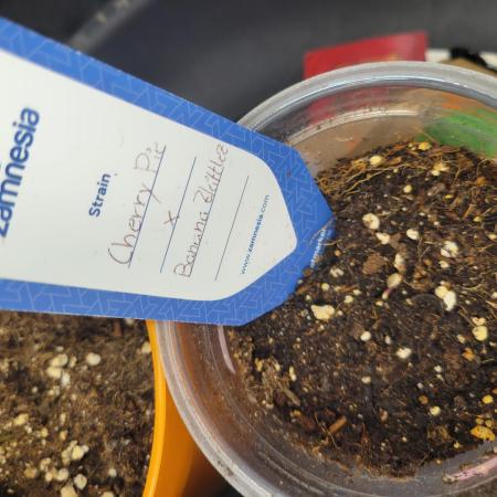 Cherry Pie x Banana Zkittlez