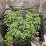 My second round of feminized seeds