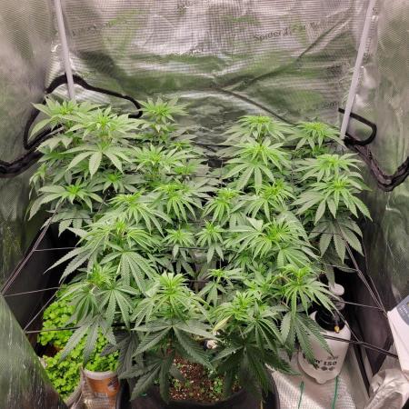 My second round of feminized seeds