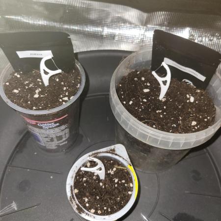 My second round of feminized seeds