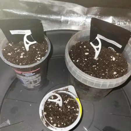 My second round of feminized seeds