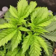 White Truffle BX x Rainbow Melon