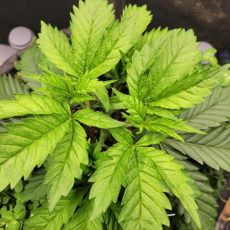 White Truffle BX x Rainbow Melon