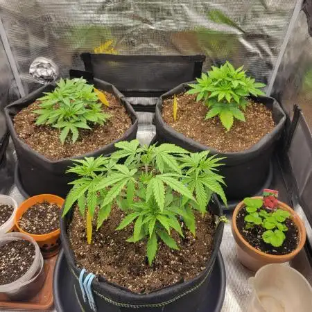 My second round of feminized seeds