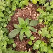 Cherry Pie x Banana Zkittlez