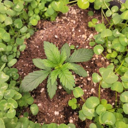 Cherry Pie x Banana Zkittlez