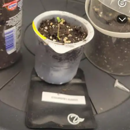 My second round of feminized seeds