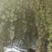 My second round of feminized seeds