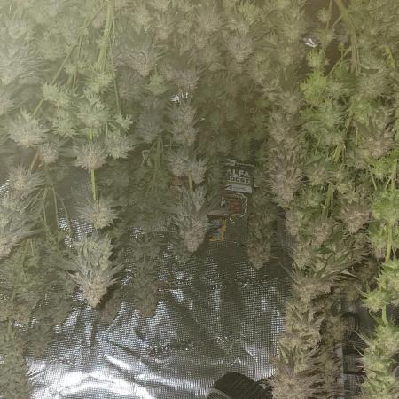 My second round of feminized seeds