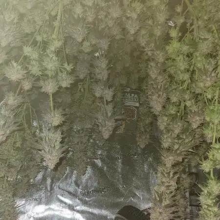 My second round of feminized seeds