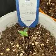 Chem D x Banana Zkittlez