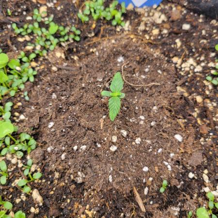 Cherry Pie x Banana Zkittlez