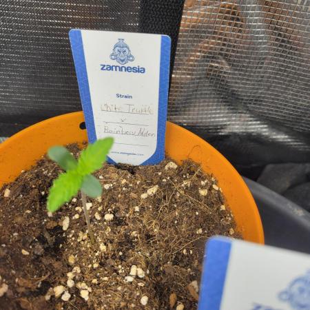 White Truffle BX x Rainbow Melon