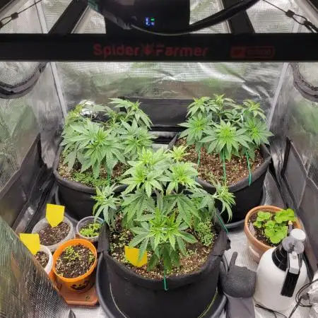 My second round of feminized seeds