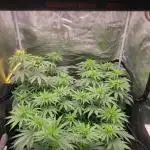 My second round of feminized seeds