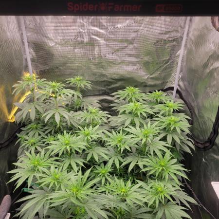 My second round of feminized seeds