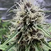 Auto Divine Rapier #3