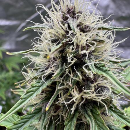 Auto Divine Rapier #3